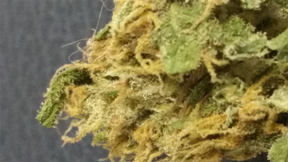 Photos of Papaya Weed Strain Buds Leafly
