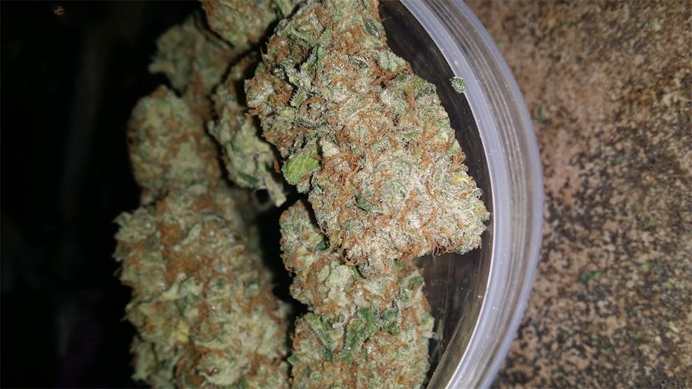 Photos of Papaya Weed Strain Buds Leafly