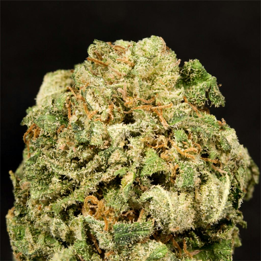 Photos of Papaya Weed Strain Buds Leafly