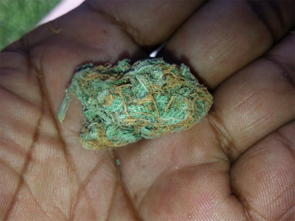 Photos of Papaya Weed Strain Buds Leafly