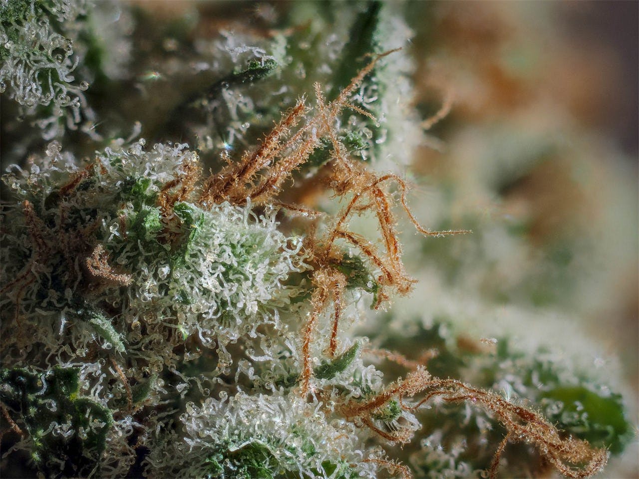 Paris OG Aka Paris OG Kush OG Paris Weed Strain Information Leafly