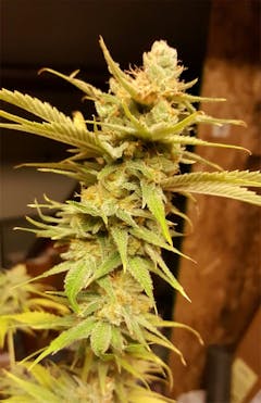 User uploaded image of Pennywise