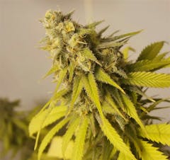 User uploaded image of Pennywise