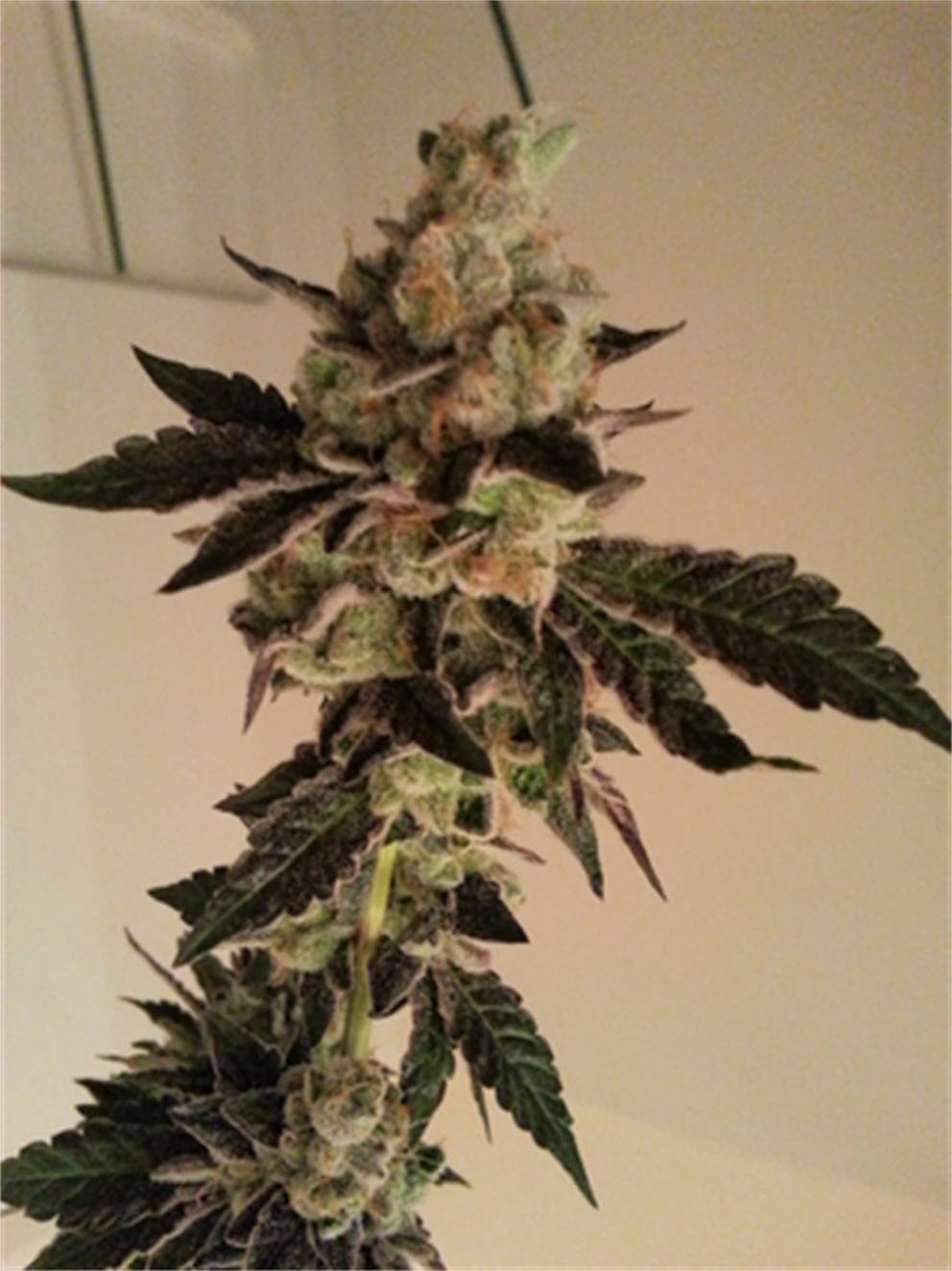 Photos of Peppermint Cookies Weed Strain Buds Leafly