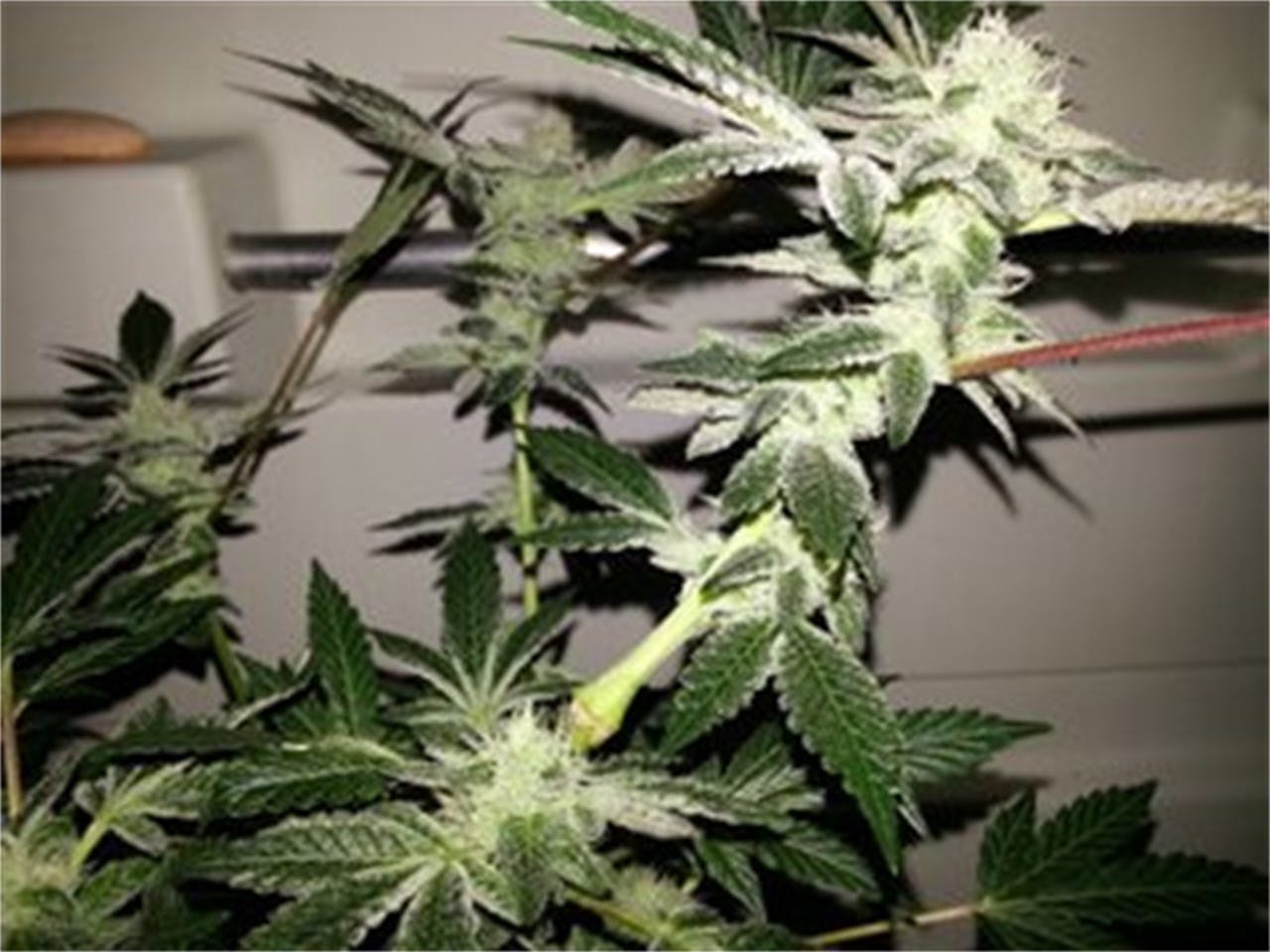 Peppermint Cookies Weed Strain Information Leafly