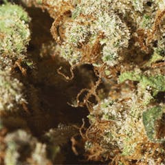 User uploaded image of Permafrost