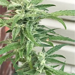 User uploaded image of Permafrost