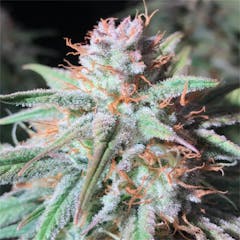 User uploaded image of Peyton Manning