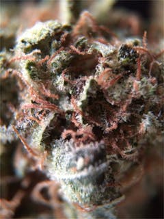 User uploaded image of Pez