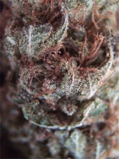 User uploaded image of Pez