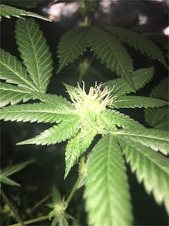 User uploaded image of Phantom OG