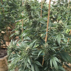 User uploaded image of Phantom OG
