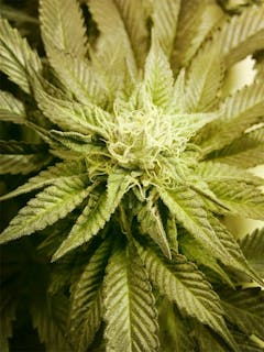 User uploaded image of Phishhead Kush