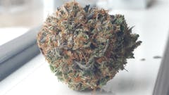 User uploaded image of Pine Tar