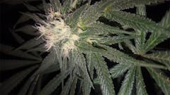 User uploaded image of Pineapple Chunk