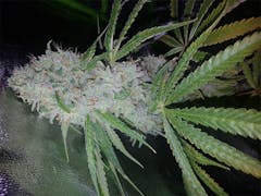 User uploaded image of Pineapple Chunk