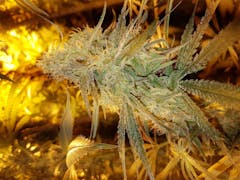 User uploaded image of Pineapple Chunk