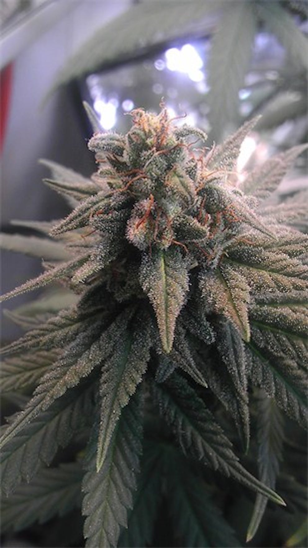 Photos of Pineapple Diesel Weed Strain Buds Leafly