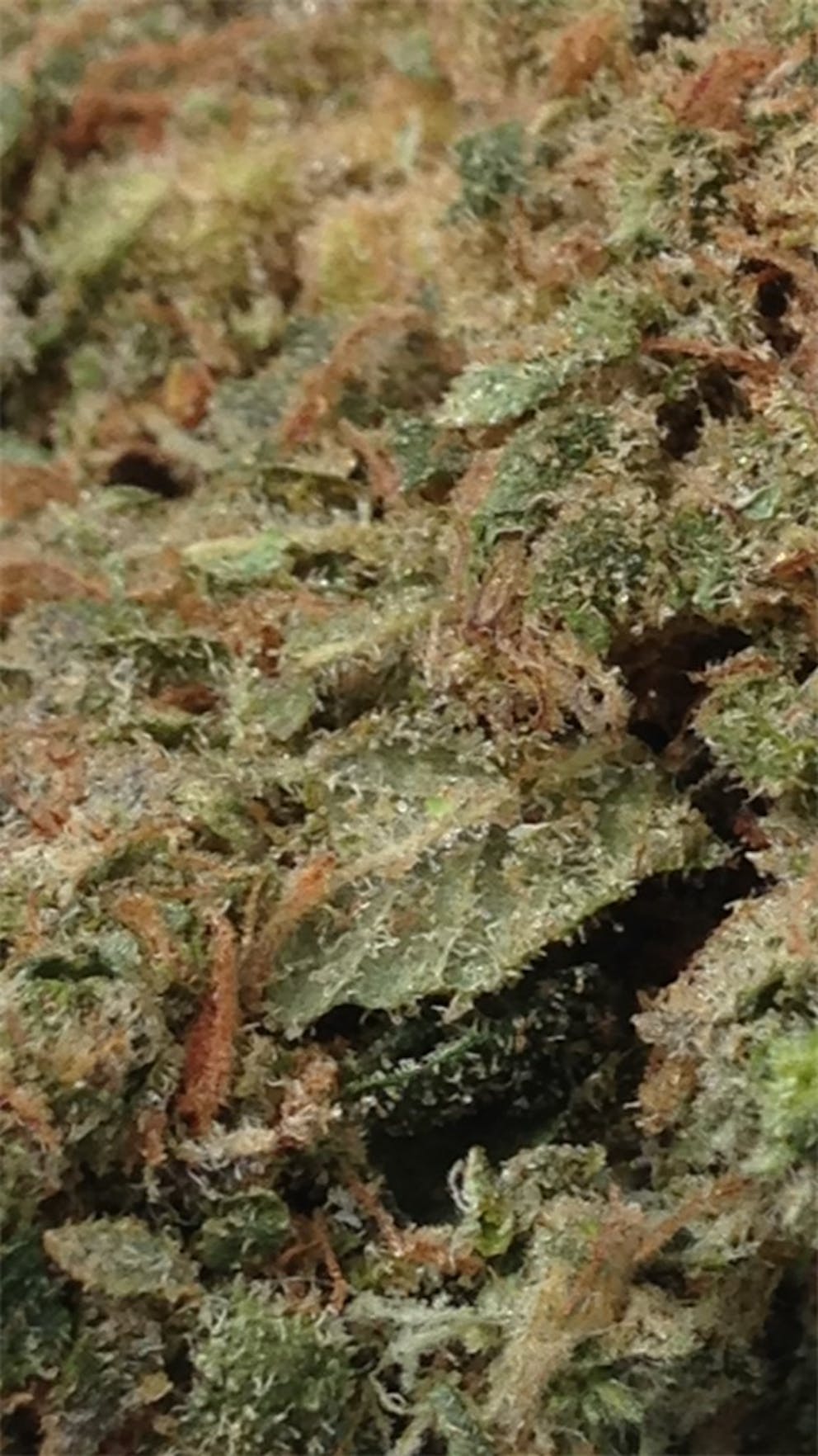 Photos of Pineapple Diesel Weed Strain Buds Leafly