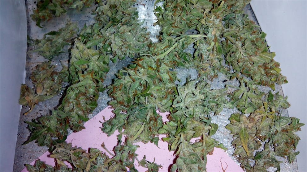 Photos of Pineapple Diesel Weed Strain Buds Leafly