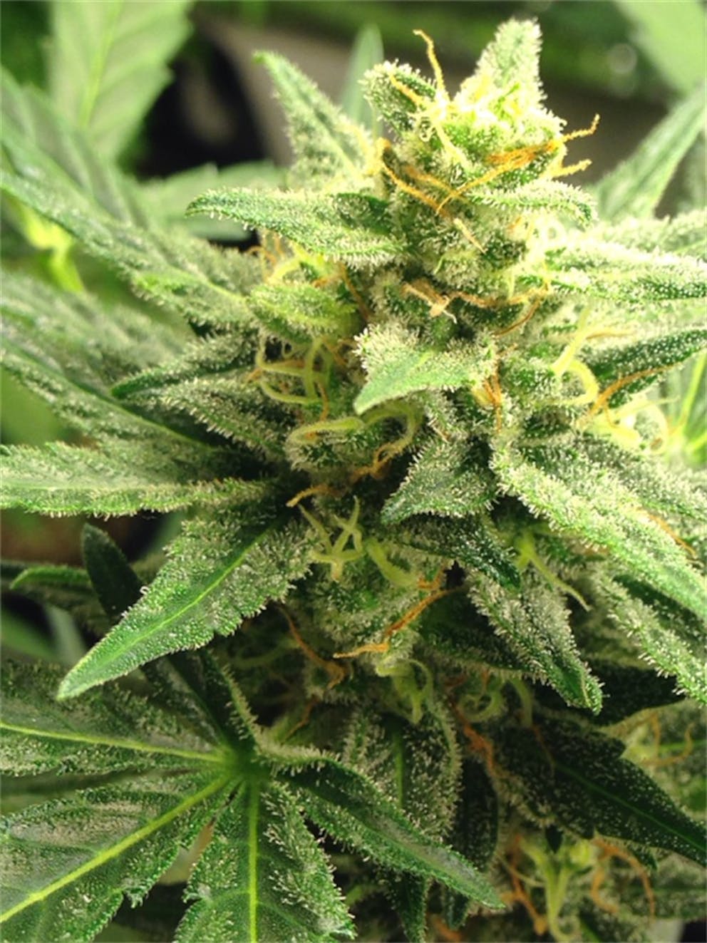 Photos of Pineapple Express Weed Strain Buds Leafly