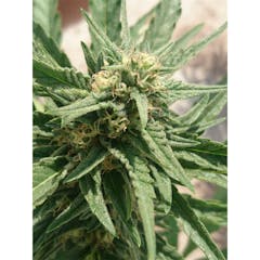 User uploaded image of Pineapple Express