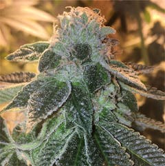 User uploaded image of Pineapple Express