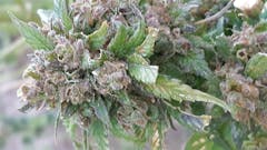 User uploaded image of Pineapple Fields