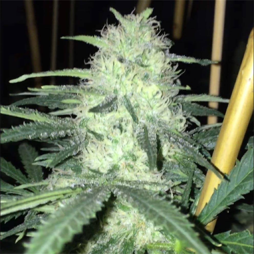 Photos of Pineapple Haze Weed Strain Buds Leafly