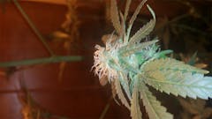 User uploaded image of Pineapple Haze