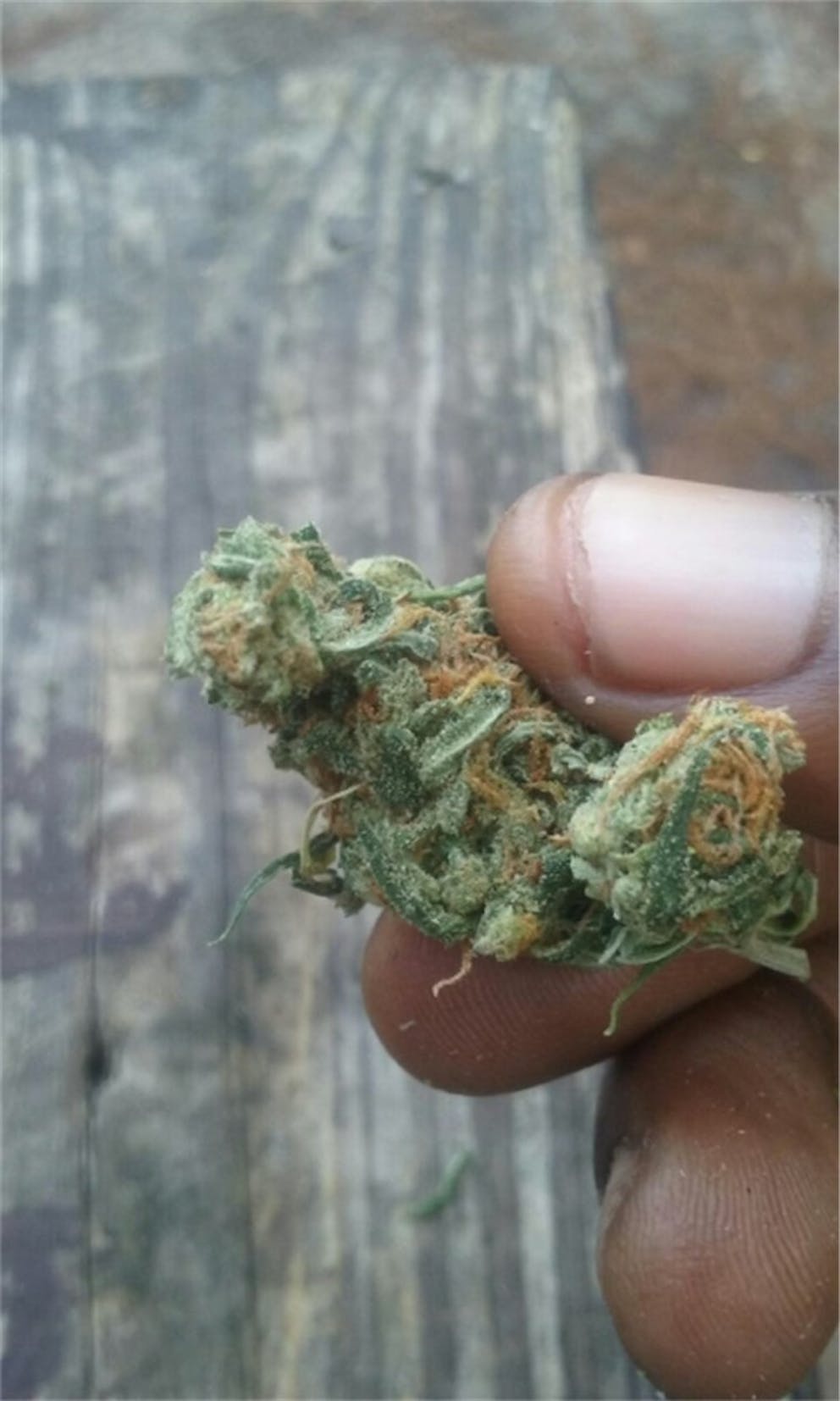 Photos of Pineapple Haze Weed Strain Buds Leafly