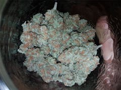 User uploaded image of Pineapple Kush