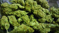 User uploaded image of Pineapple Kush