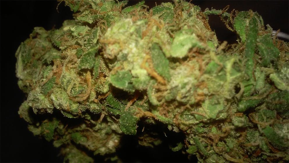 Photos of Pineapple Kush Weed Strain Buds Leafly