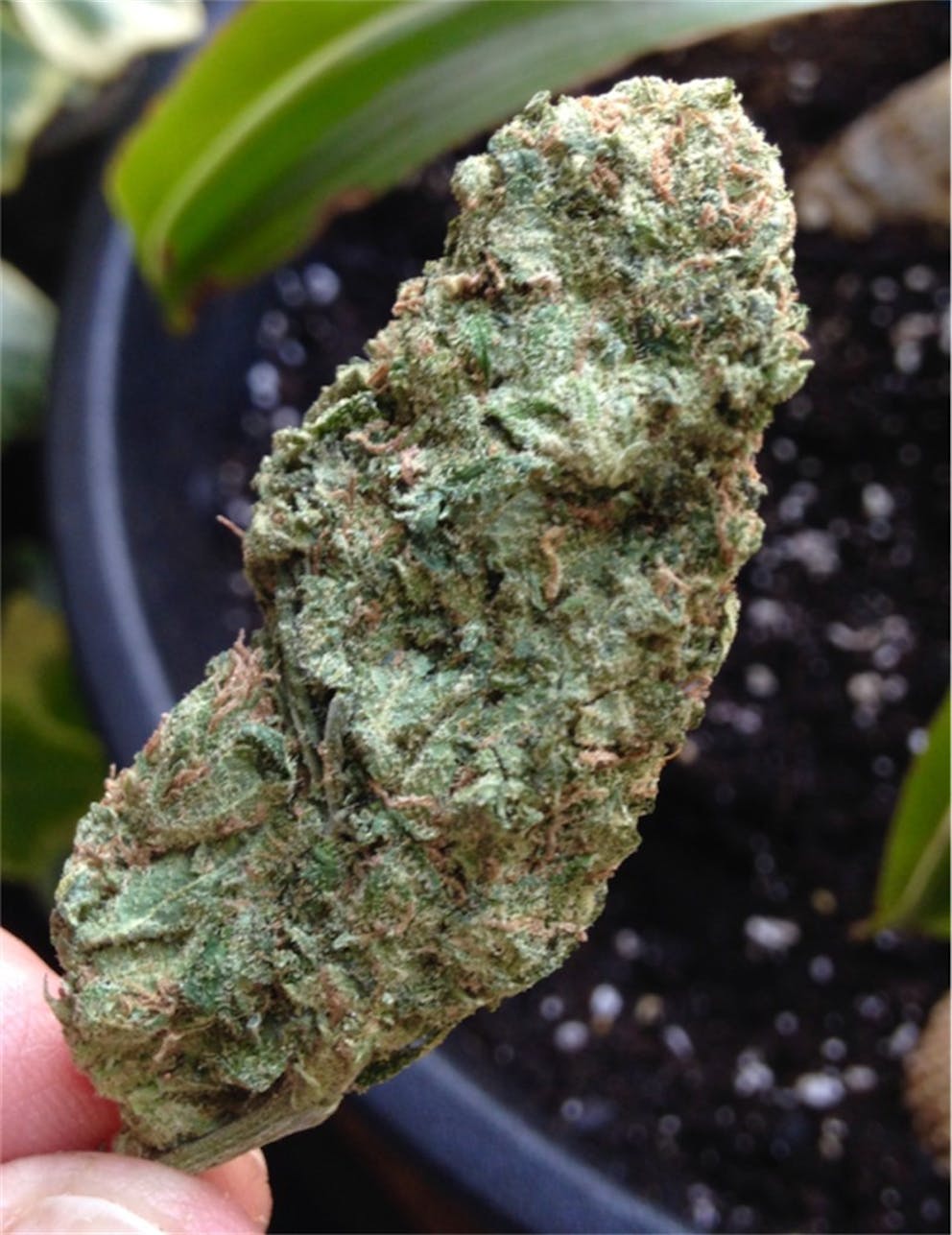 Photos of Pineapple Kush Weed Strain Buds Leafly