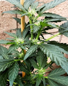 User uploaded image of Pineapple OG