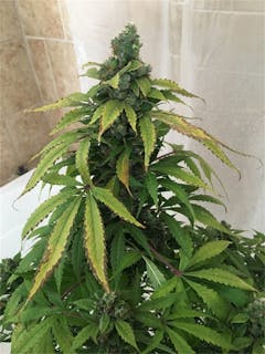 User uploaded image of Pineapple Punch