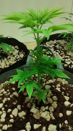 User uploaded image of Pineapple Purple Skunk