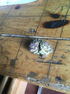 User uploaded image of Pineapple Purple Skunk