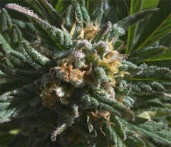 User uploaded image of Pineapple Purps