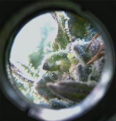 User uploaded image of Pineapple Purps