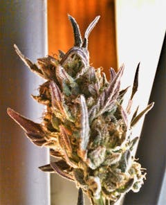 User uploaded image of Pineapple Purps