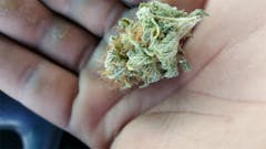 User uploaded image of Pineapple Skunk