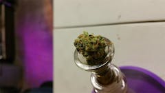 User uploaded image of Pineapple Super Silver Haze