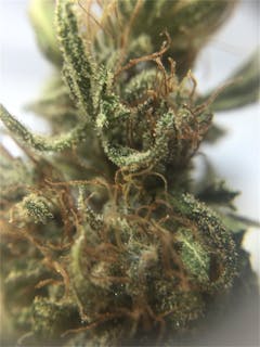 User uploaded image of Pineapple Super Silver Haze