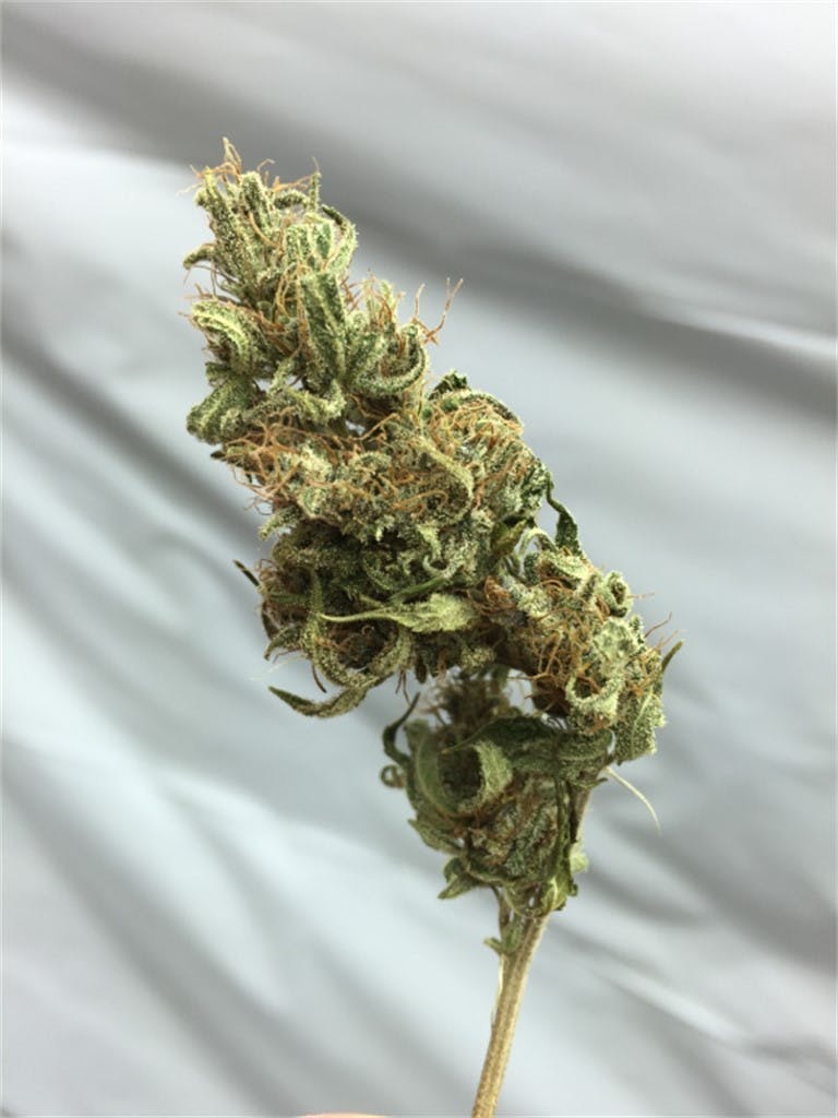 Pineapple Super Silver Haze aka Pineapple SSH Weed Strain Information
