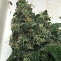 User uploaded image of Pineapple Trainwreck