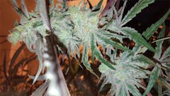 User uploaded image of Pineapple Trainwreck