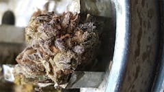 User uploaded image of Pineapple Trainwreck