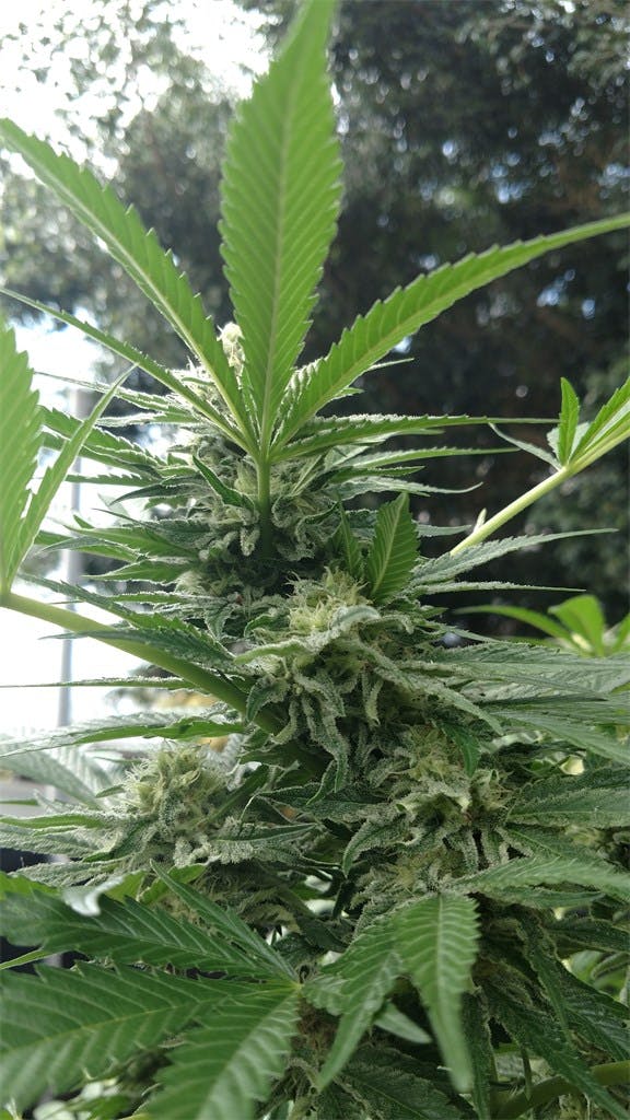 Pineapple aka Pineapple OG Weed Strain Information Leafly